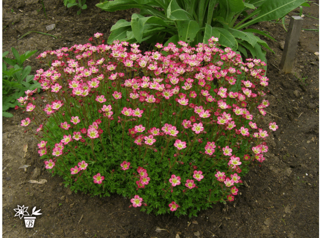 Saxifraga × arendsii   'Peter Pan'